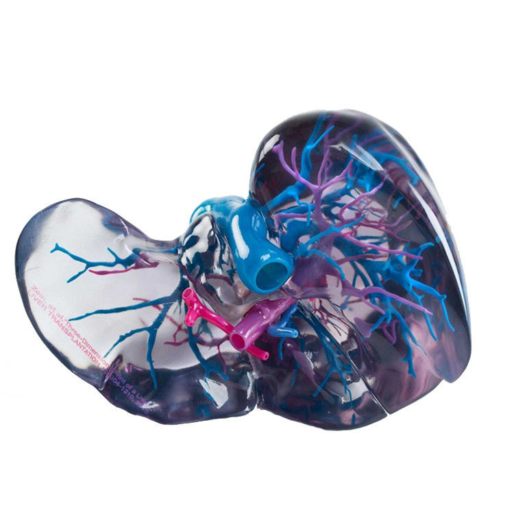 Material de resina Impresión 3D a todo color Polijet para archivos STL de prototipos médicos